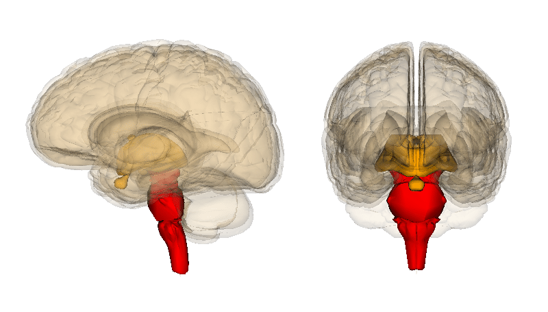 Sensitive Brainstem and Headache